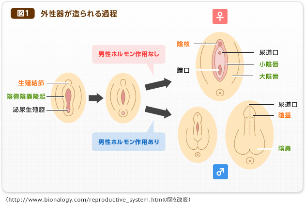 図1）　外性器が造られる過程
